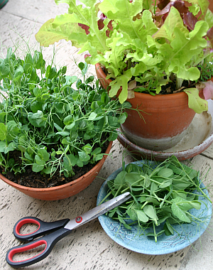 Gesundheit - Gesunde Ern�hrung - Keimlinge, Gr�nkraut, Japanese Greens