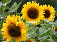 Selbstverwirklichung ist f�r jeden etwas anderes
